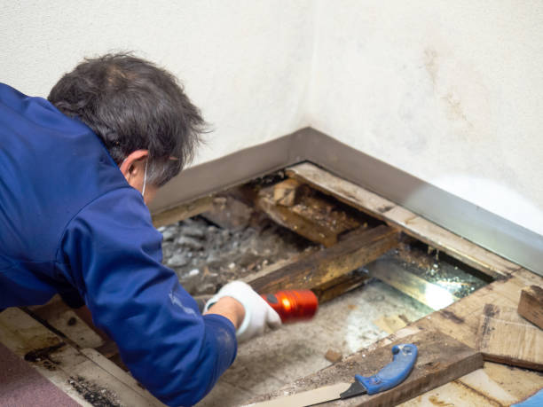 Best Post-Remediation Services in Hampton, IL