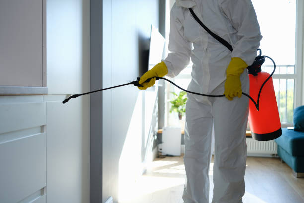 Best Bathroom Mold Remediation in Hampton, IL
