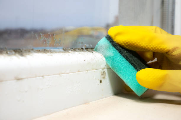 Best Emergency Mold Remediation in Hampton, IL