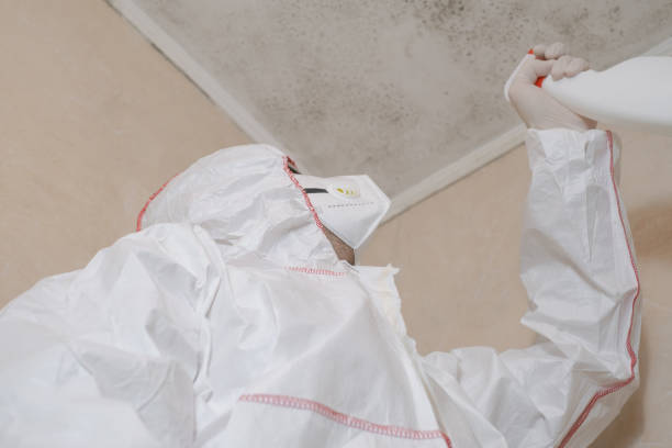Best White Mold Remediation in Hampton, IL