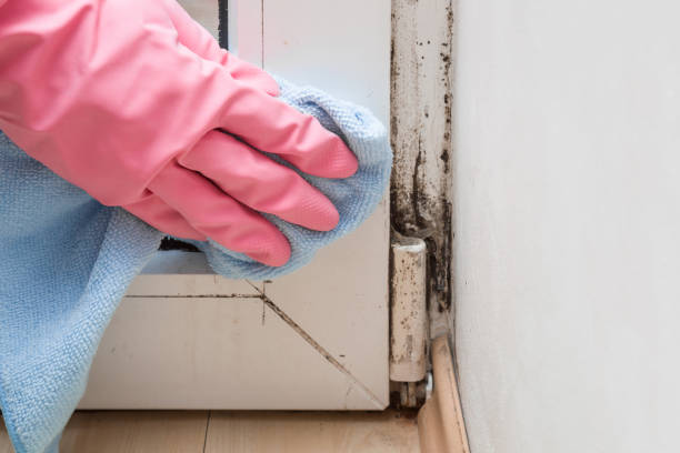 Best Post-Flood Mold Remediation in Hampton, IL